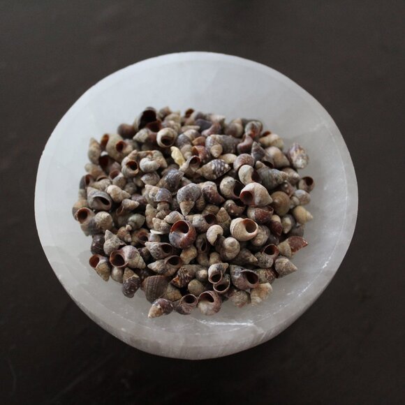 Small Snail seashells - Picture 2 of 7